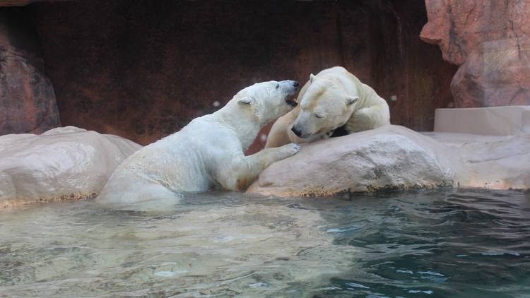 Zoos in Japan are live-streaming their polar bears, white tiger and whale shark