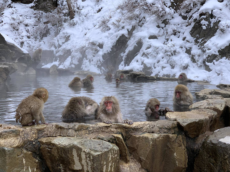 Jigokudani Monkey Park, Nagano
