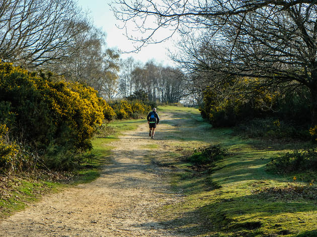 Headley Heath in Surrey Headley Heath in Surrey