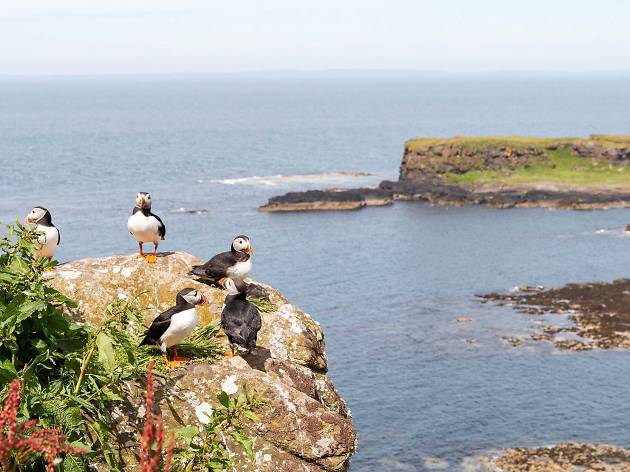 Lunga, Treshnish Isles, Scotland Puffins and cliffs on Lunga, Treshnish Isles, Scotland