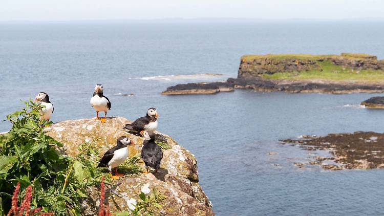 Lunga, Scotland