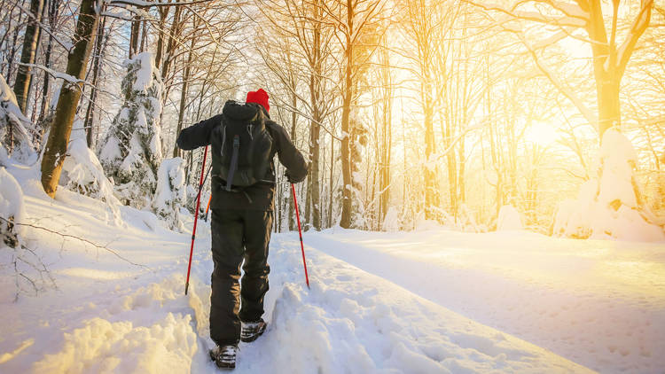 Trek through a snowy forest