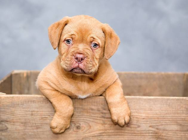 rspca dog shelter near me