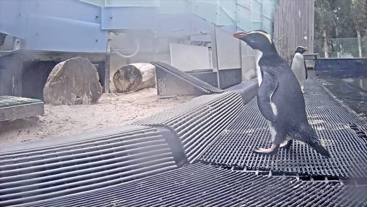 Penguin captured on livestream