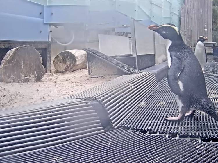 Penguin captured on livestream