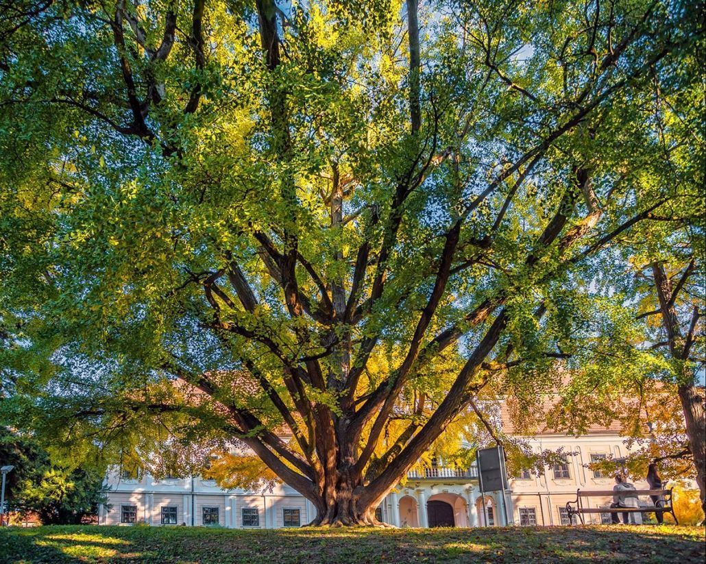 Croatia's oldest ginkgo tree takes second place in European Tree of the