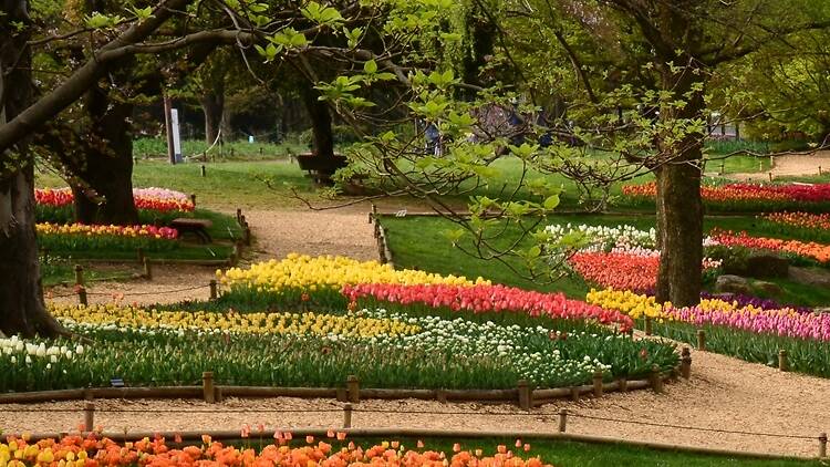 Tulips Showa Kinen Park