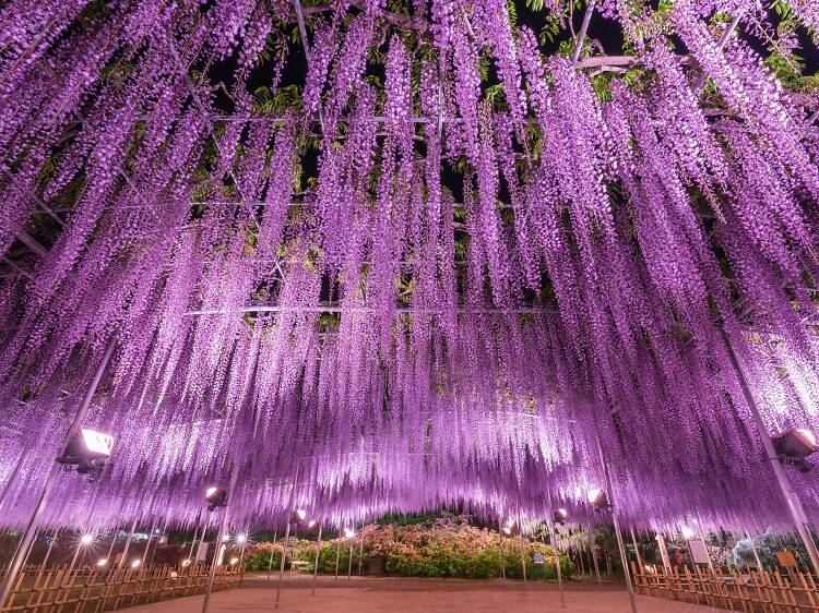The most beautiful spring flowers in Tokyo – and where to see them all in 2024