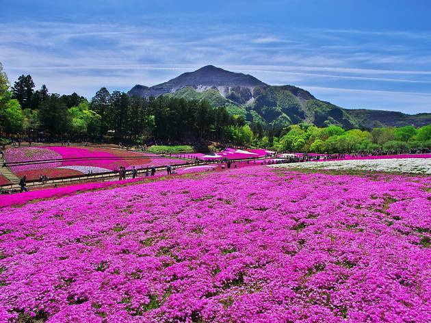 Shibazakura Chichibu Hitsujiyama Park Shibazakura Chichibu Hitsujiyama Park