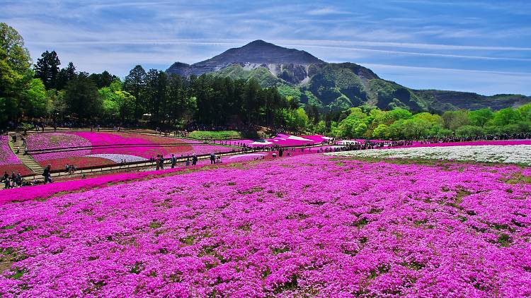 Shibazakura Chichibu Hitsujiyama Park