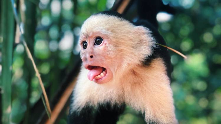Jungle Island capuchin
