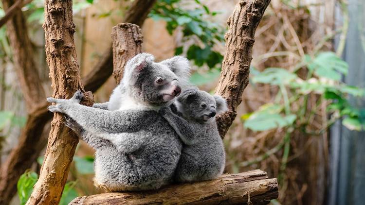 Good news! These bushfire-affected koalas have been released back into the wild