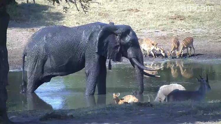 Elephants at Tembe Elephant Park, South Africa