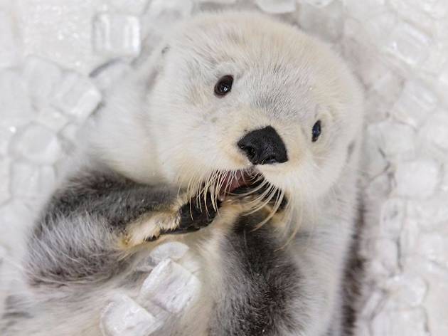 Otter I photo from The Shedd Aquarium's Facebook Page Otter I photo from The Shedd Aquarium's Facebook Page