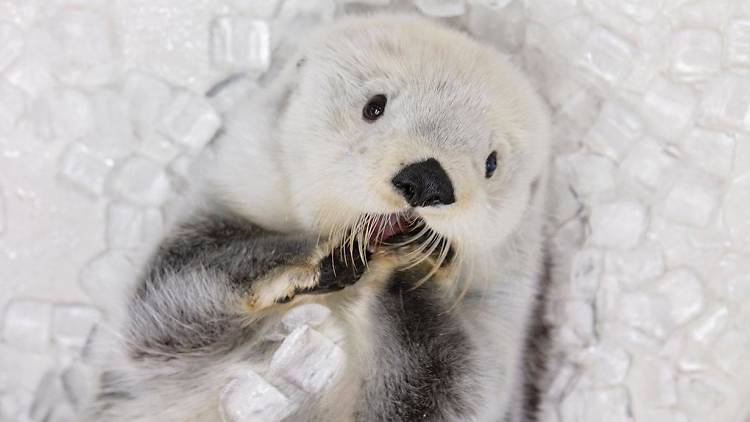 Otters at The Shedd Aquarium, US