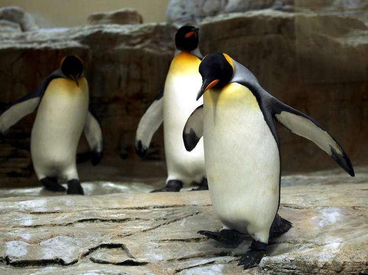 Penguins at Edinburgh Zoo, UK