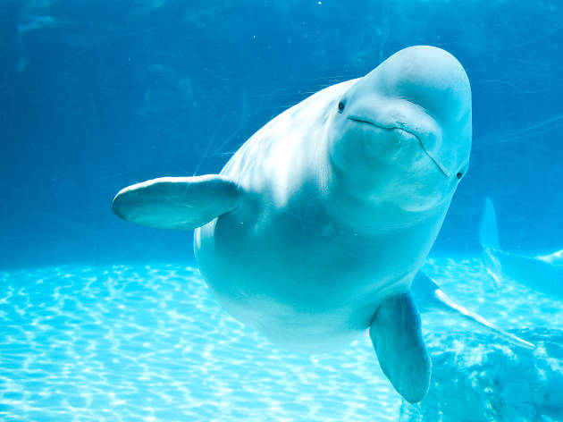 Beluga Whale I Photo by Miles Away Photography/Shutterstock