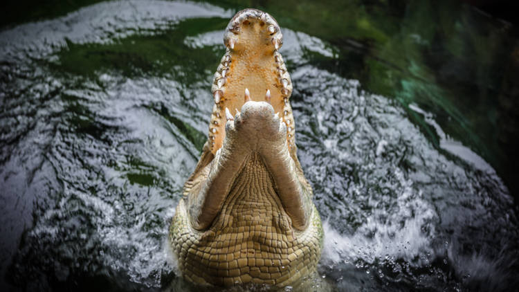 Rocky's feeding time at Wild Life Sydney Zoo