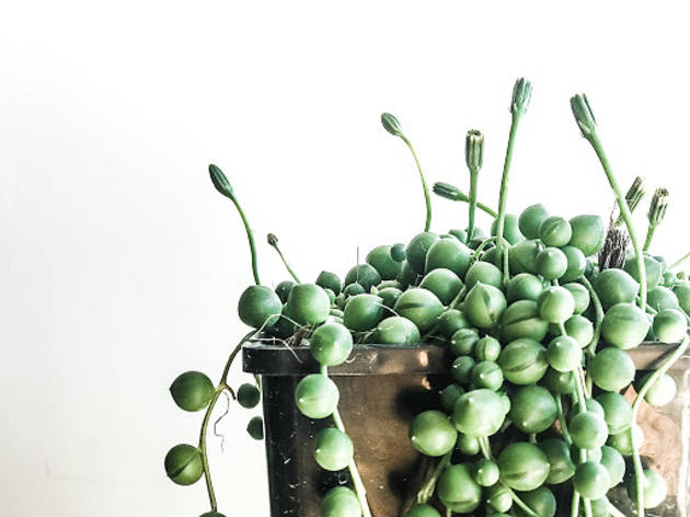 Planta crasa cactus Planta cactus crasa