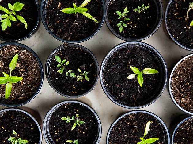 plants plants
