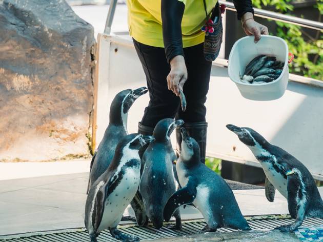 Penguin feeding time Penguin feeding time