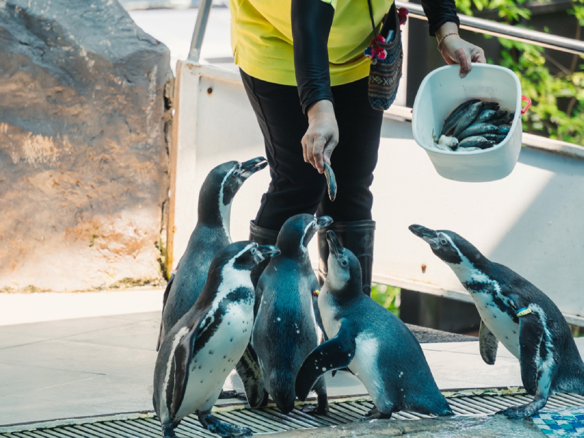 Zoos are livestreaming their feeding times here’s when to tune in