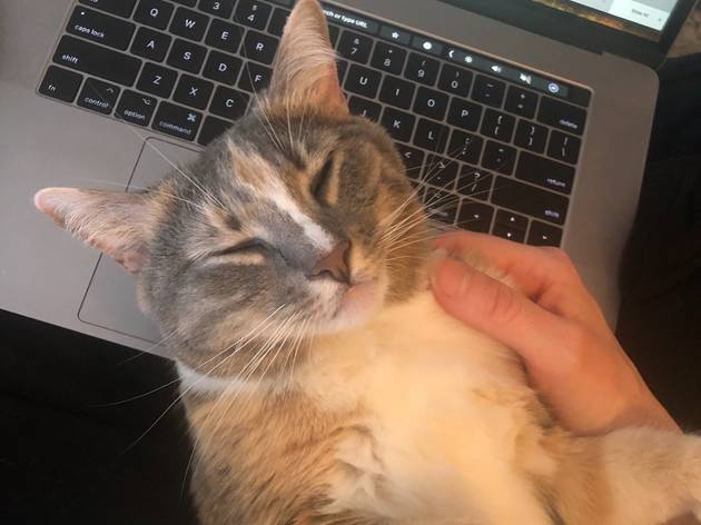 15 photos of people struggling to work from home with pets around 15 photos of people struggling to work from home with pets around