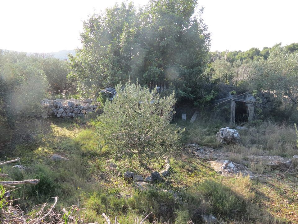 Šolta olive