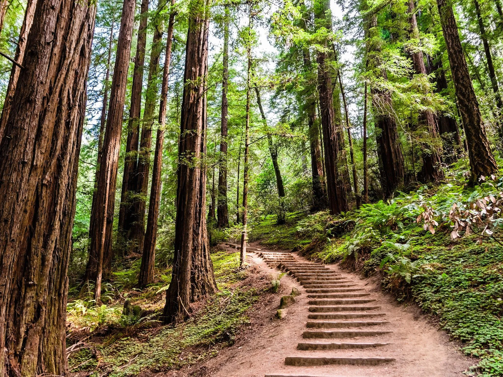 Redwood trees in California