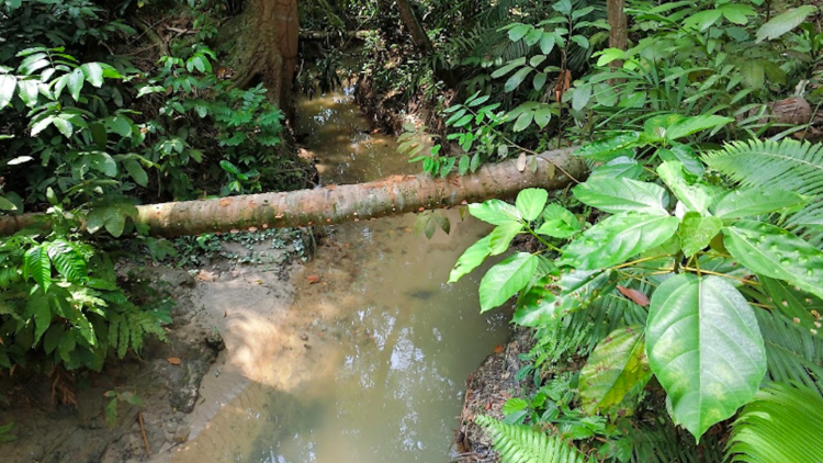 Chestnut Nature Park