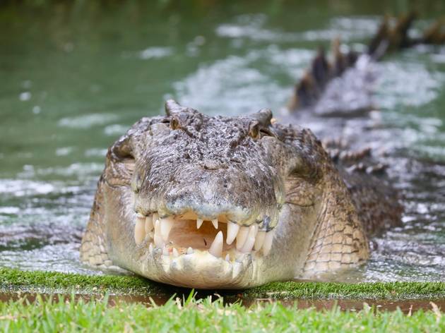 Elvis the saltwater crocodile Elvis the saltwater crocodile at Australian Reptile Park