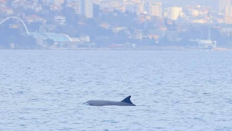 dolphin, kvarner, opatija