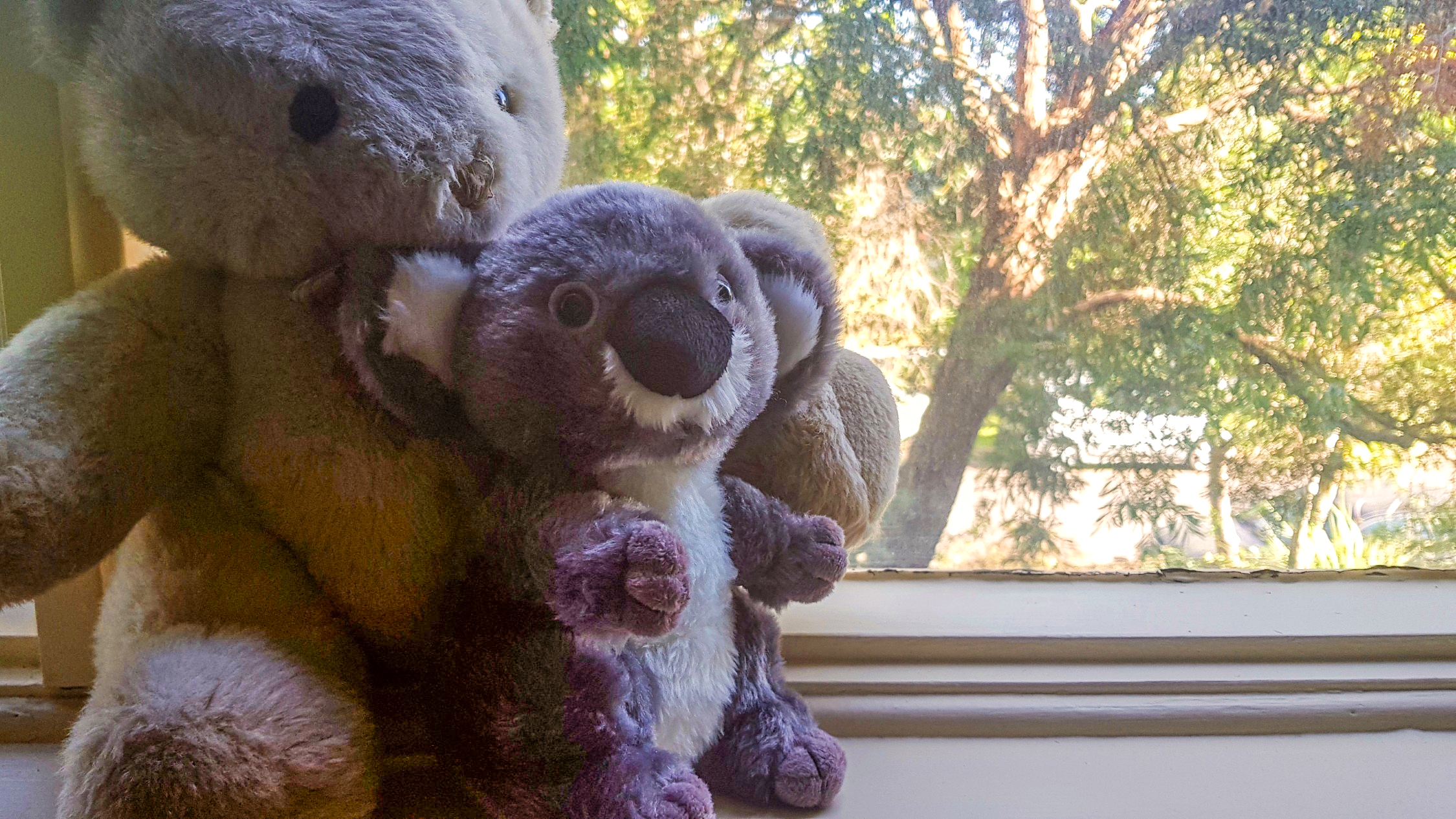 Two teddies in a window