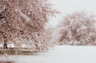Spring Flurries In Tokyo Bring A Rare Sight Of Snow And Cherry Blossoms