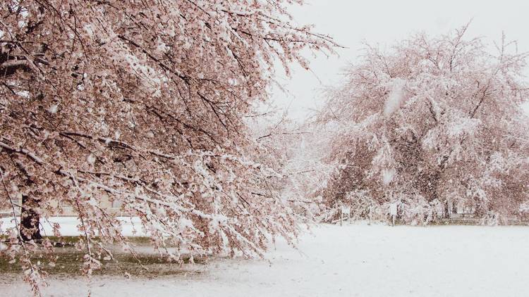 Snow and sakura