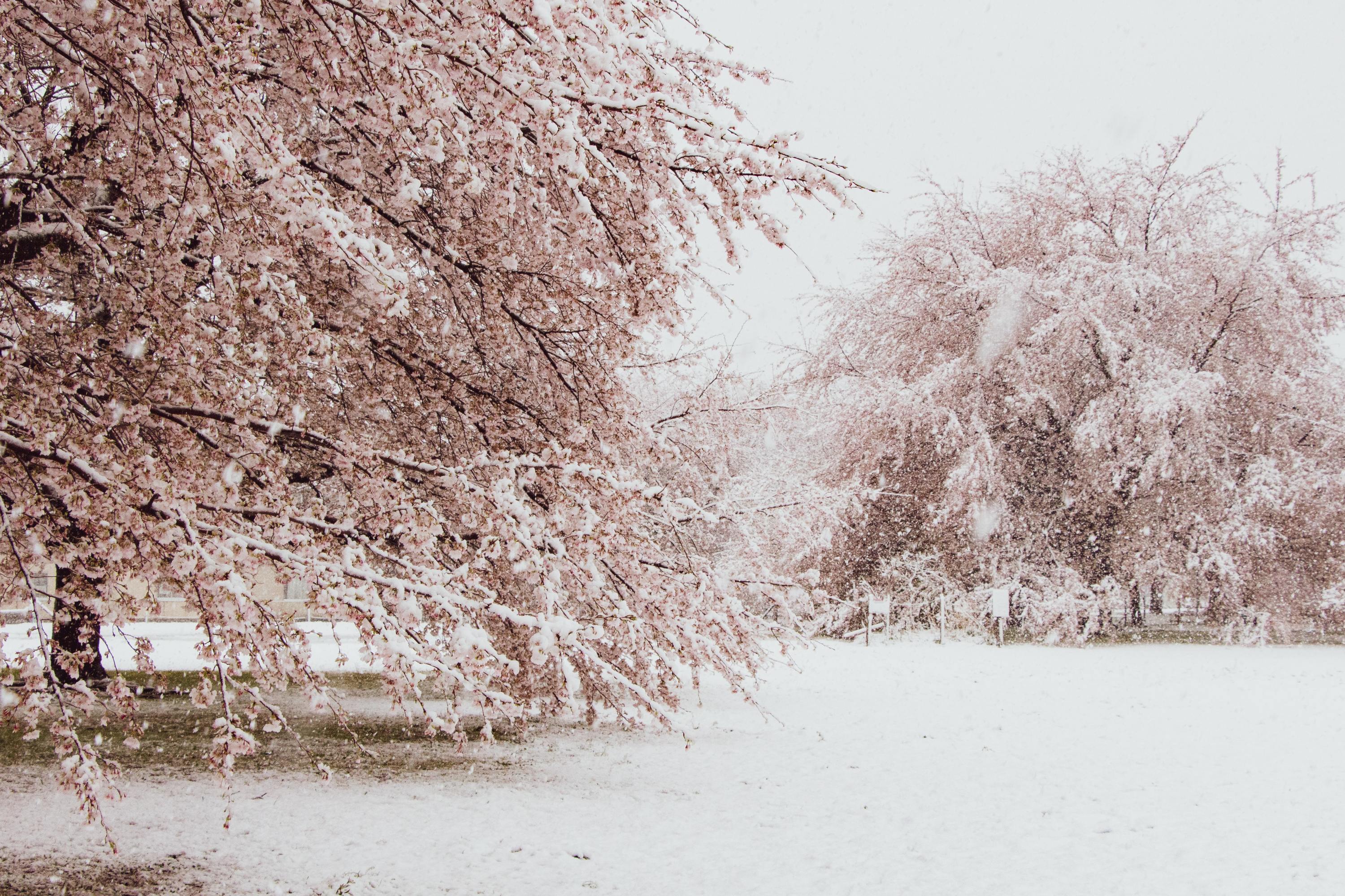 Image of Snow on cherry blossoms