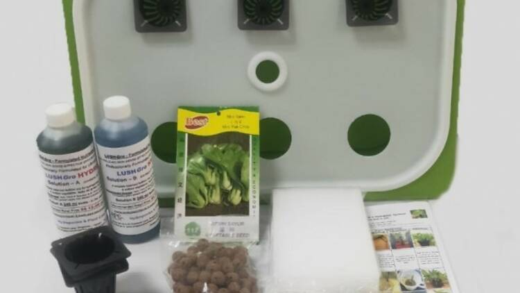 Eco City Hydroponics