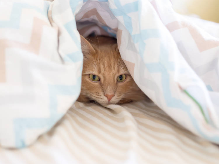 Cat in bed 