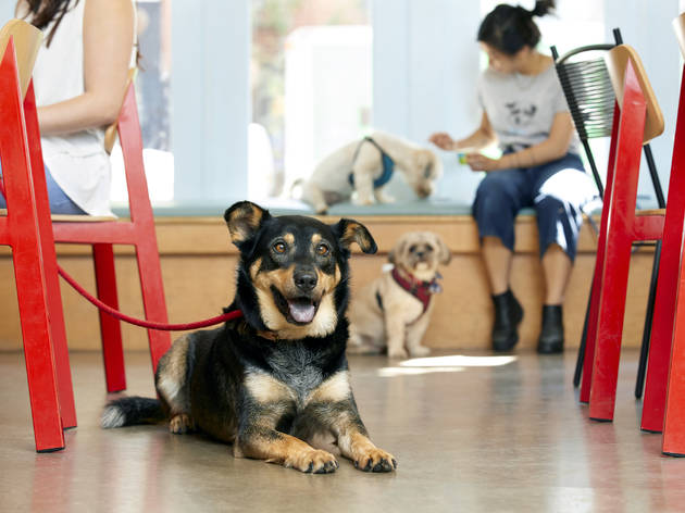 Recomendaciones perros coronavirus Perros con correa en casa