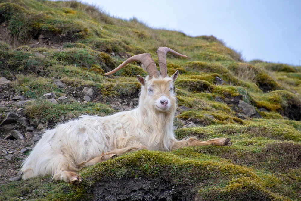 Wild goats in Wales