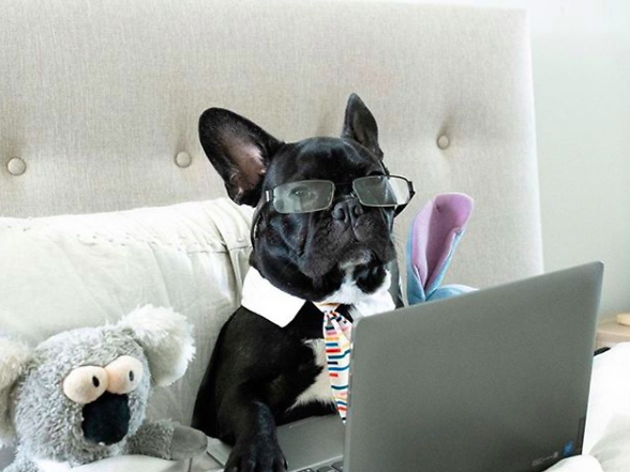 L'adorable compte d'Instagram de gossets que teletreballen Gos teletreballant