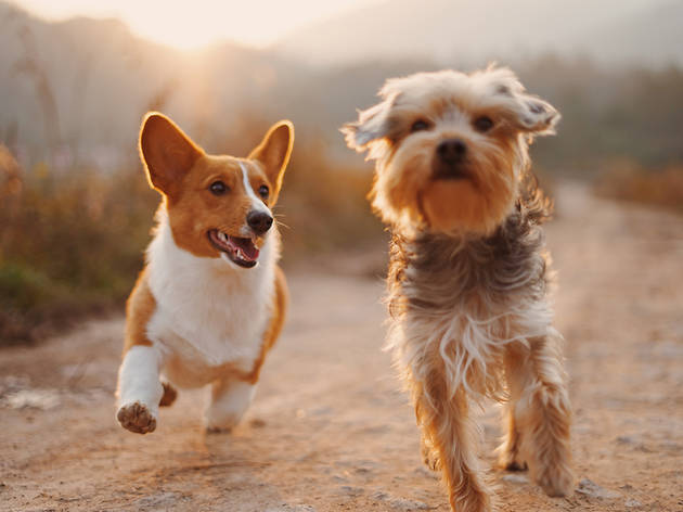 Dogs Photo by Alvan Nee