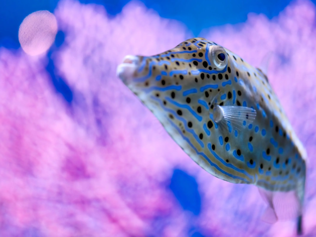 vida selvagem ao vivo monterey bay aquarium