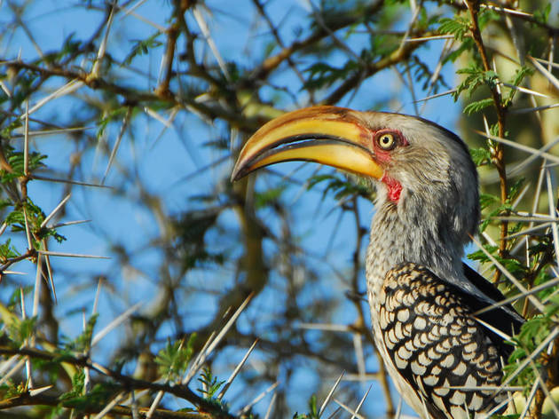vida selvagem ao vivo Tembe Elephant Park