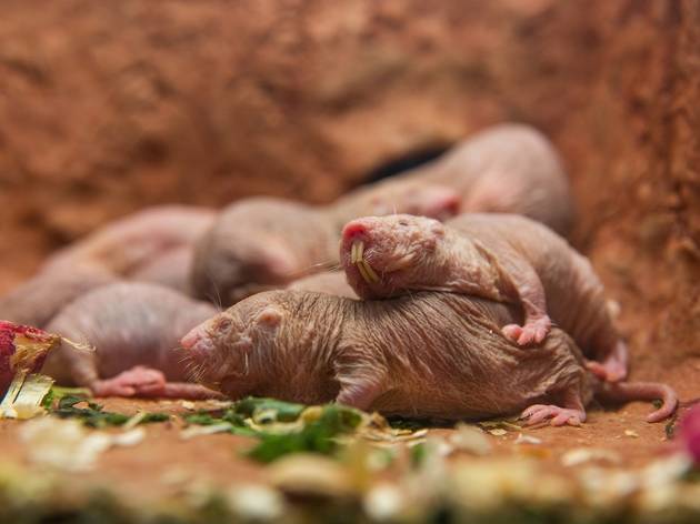 vida selvagem ao vivo Smithsonian National Zoological Park