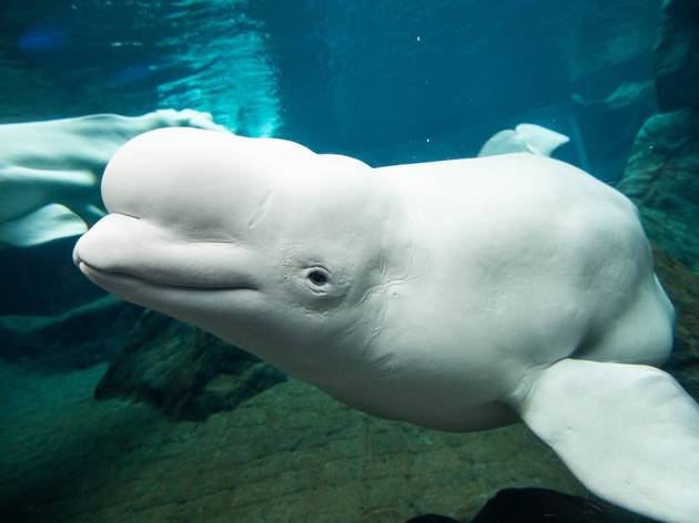 Georgia Aquarium Georgia Aquarium