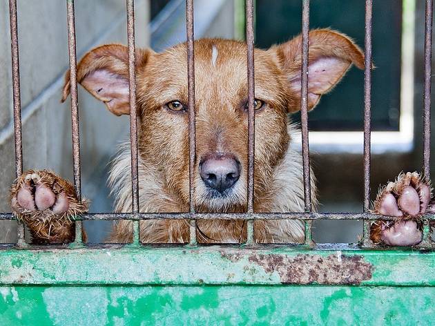 Cão triste O equipamento municipal pode acolher seis animais