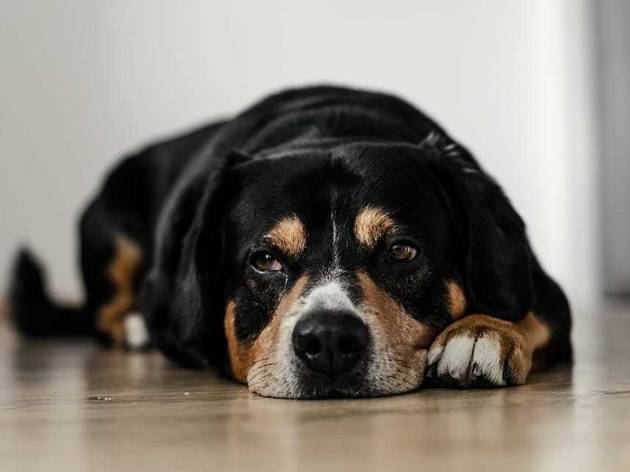 Cão Os cães e gatos da Associação Midas precisam de ajuda