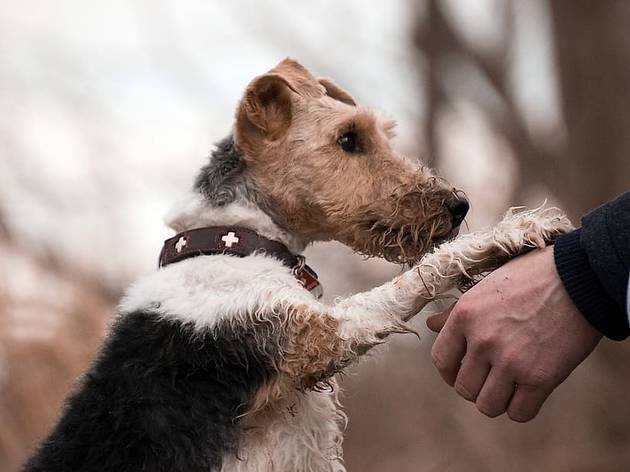 Cão Não há adopções por enquanto