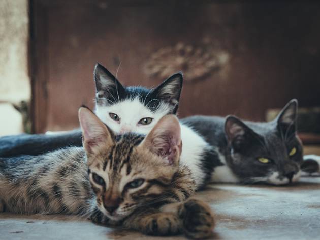 Gatos Os protocolos com os municípios estão suspensos